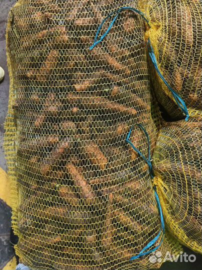 Морковь оптом