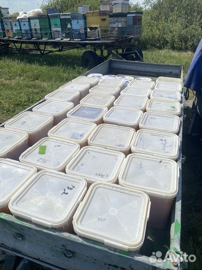 Мед гречишный с цветком оптом