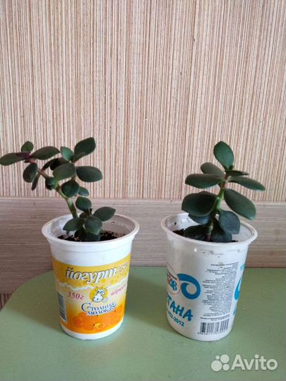 Толстянка (красулла, денежное дерево)