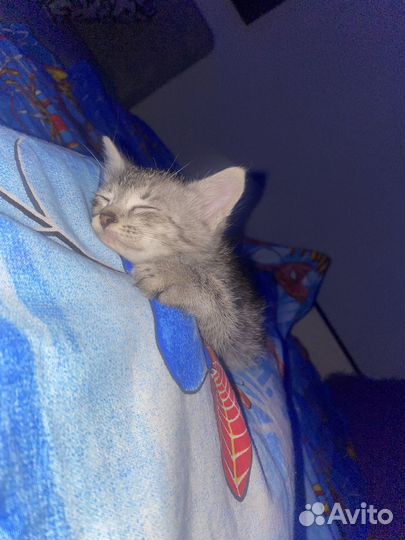 Котята в добрые руки бесплатно