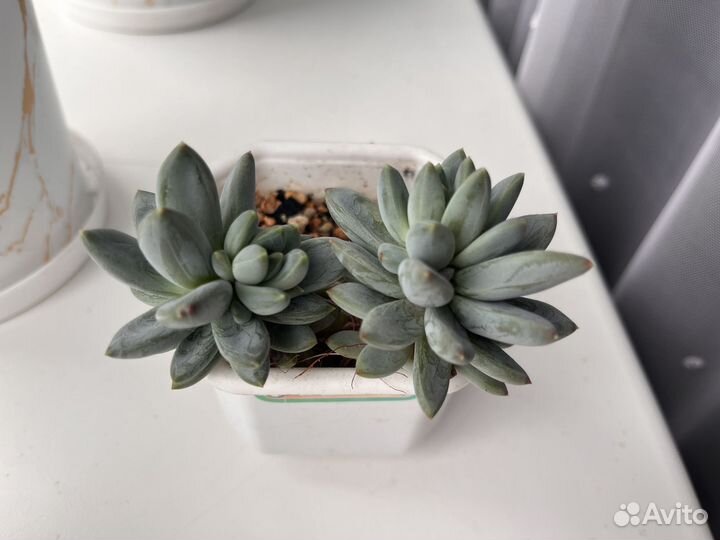 Суккуленты