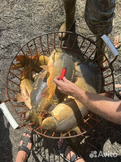 Карп, сазан