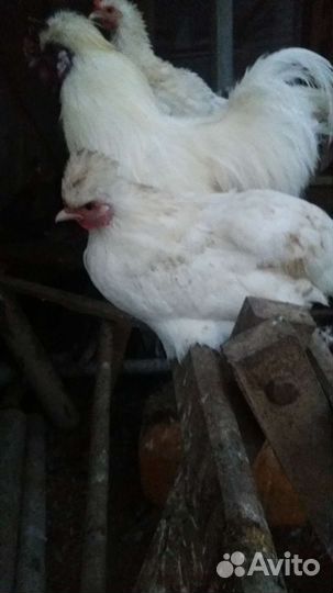 Декоративные курочки и петушки