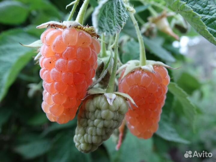 Саженцы ремонтантной малины Геракл, Оранжевое чудо