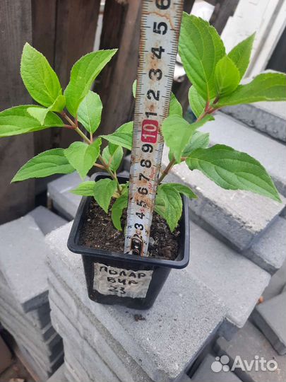 Гортензия метельчатая Polar Bear, саженцы