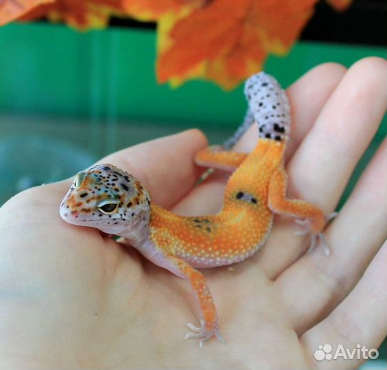 Геккон эублефар