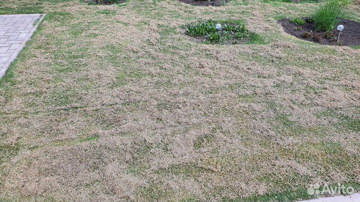 Скарификатор