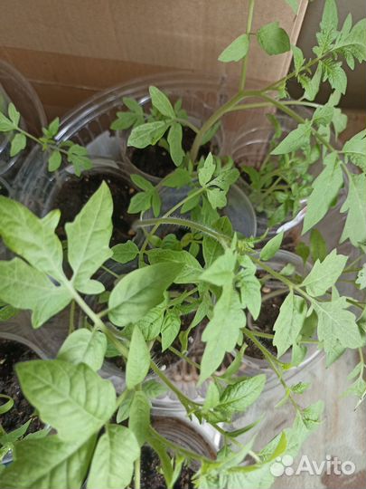 Рассада помидор