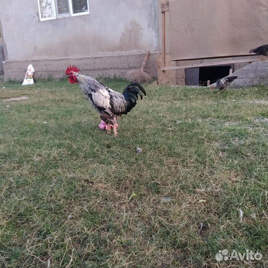 Куры и цыплята