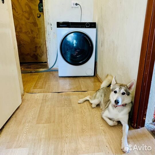 Лайка