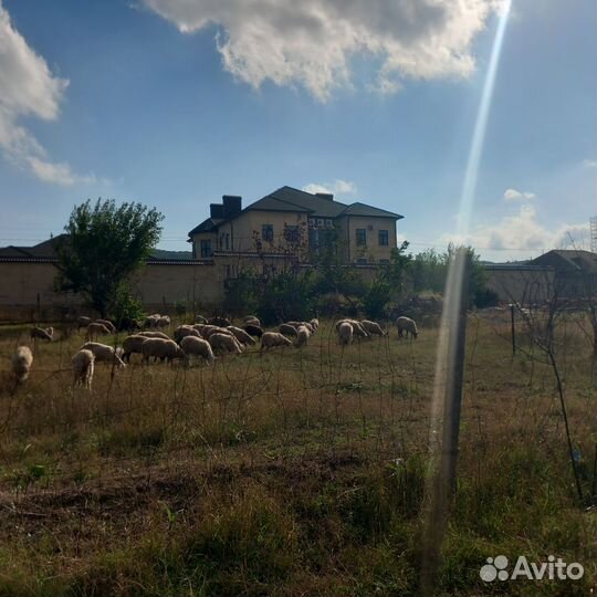 Продаются бараны, овцы