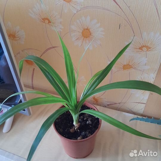 Панданус вейнча