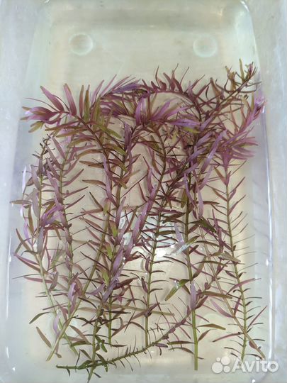 Аквариумные растения