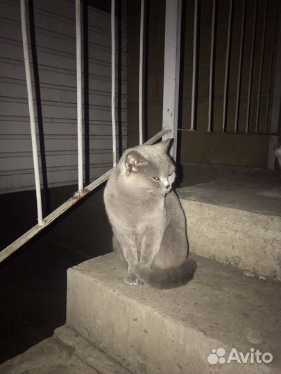 Ищет дом