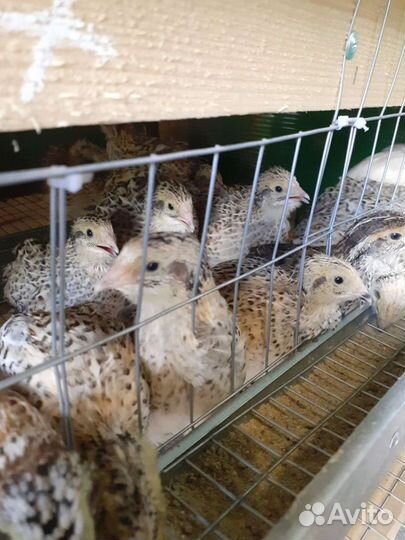 Перепелята суточные