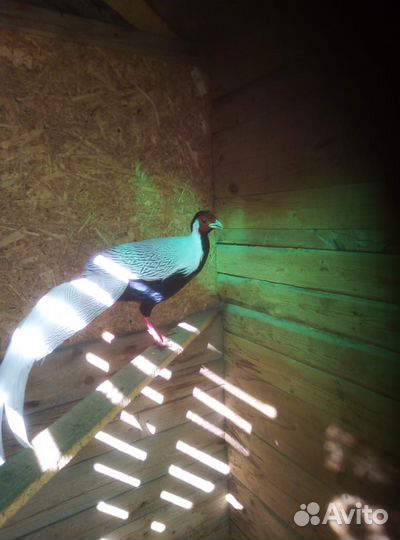 Фазан Серебряный