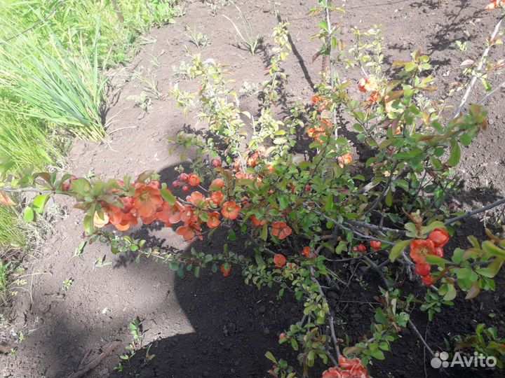 Каштан саженцы,клен,калина,слива