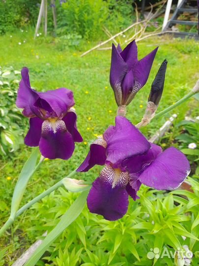 Ирис, астильба