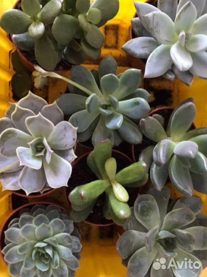 Кактусы и суккуленты для флорариума