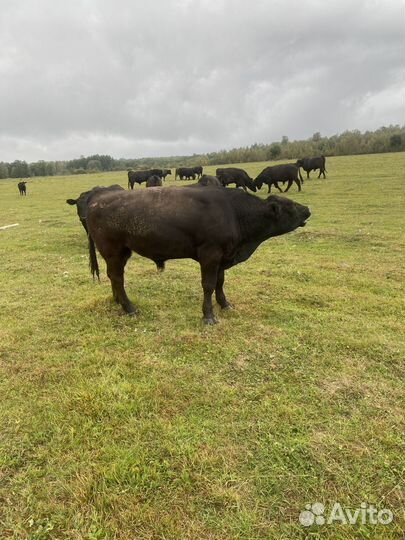 Продаются бычки