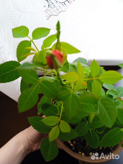 Роза кардана