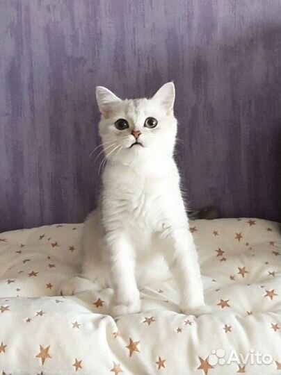 Ns12 Серебристая шиншилла британский котёнок