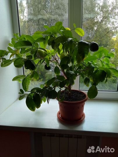 Лимон плодоносящий