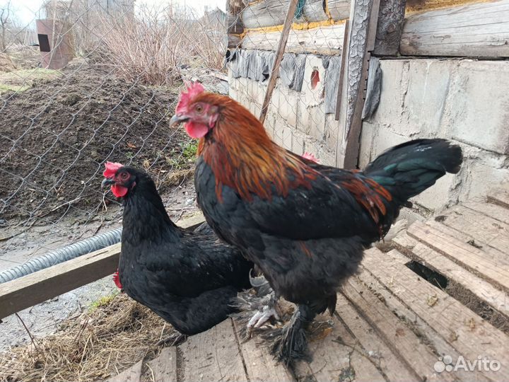 Петухи Маран черно-медный