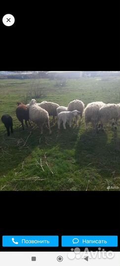 Овцы бараны ягнята