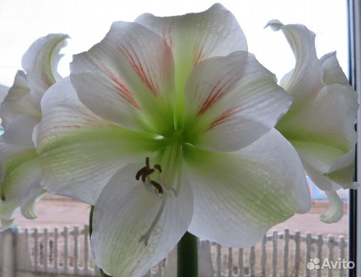 Гиппеаструм домашний молодые луковицы