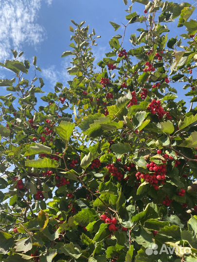 Сушеный, свежий боярышник