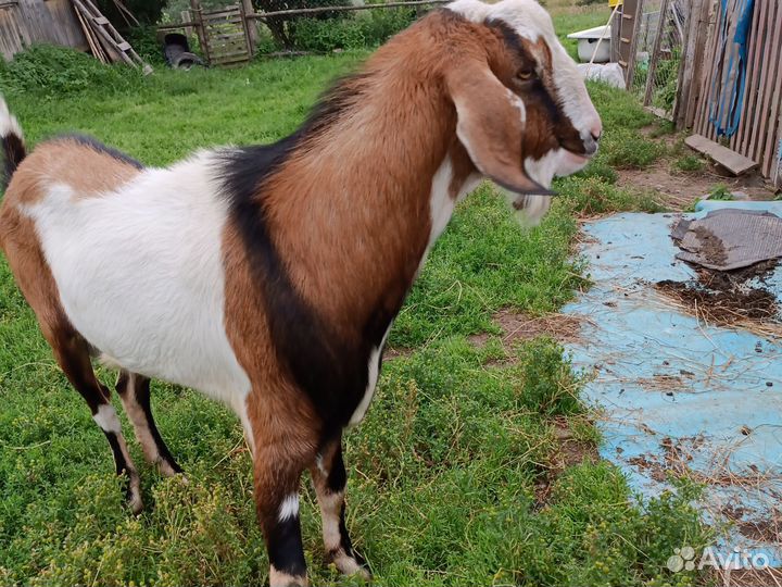 Нубийские козы козлы козлята