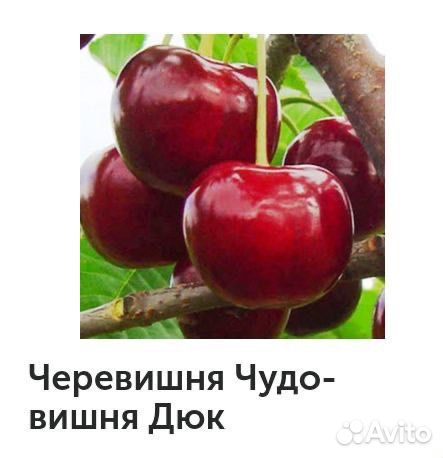 Вишня саженцы