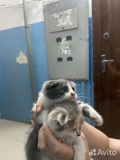 Котятки в добрые руки
