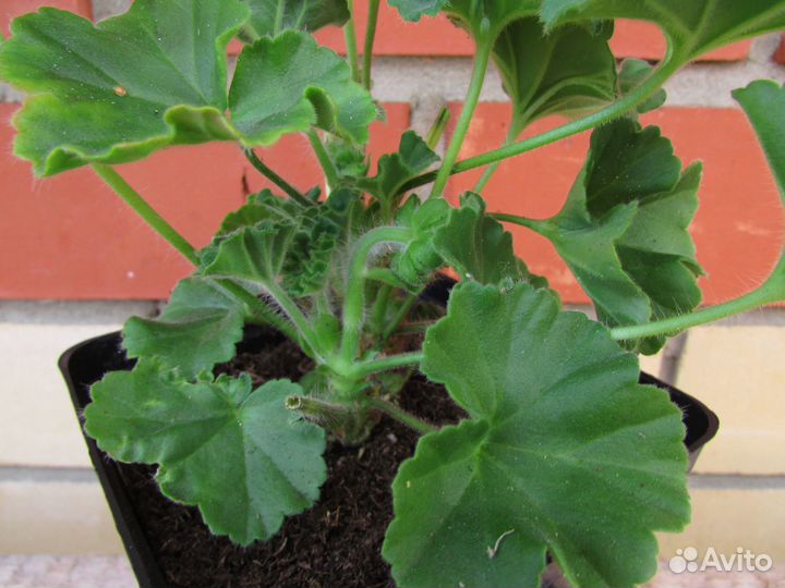 Пеларгонии