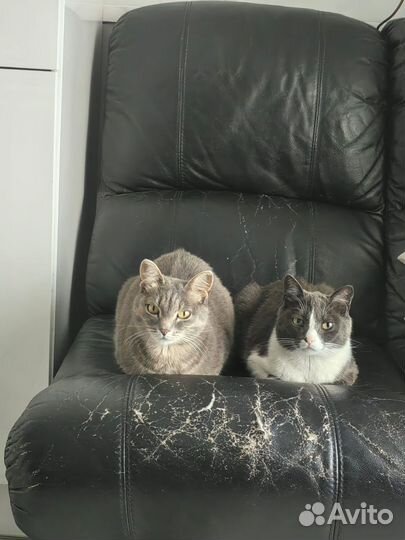 Кошка в дар
