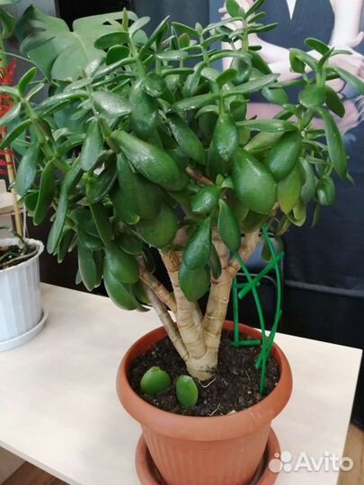 Крассула толстянка