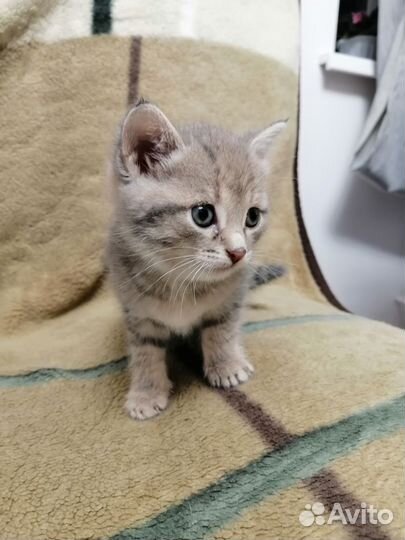 Британские котята короткошерстные