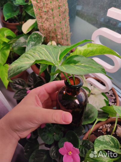 Сингониум Конфетти