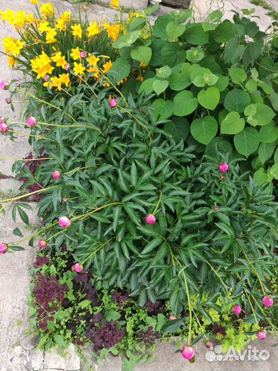 Садовые,многолетние растения