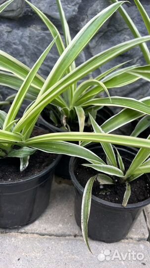 Хлорофитум растения