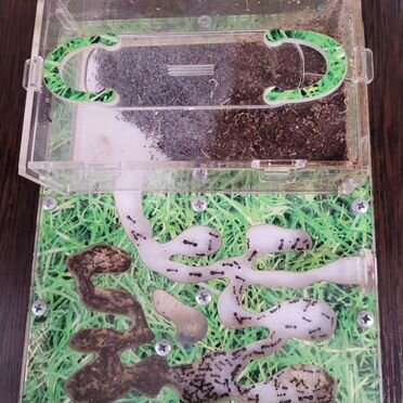 Муравьиная ферма с муравьями