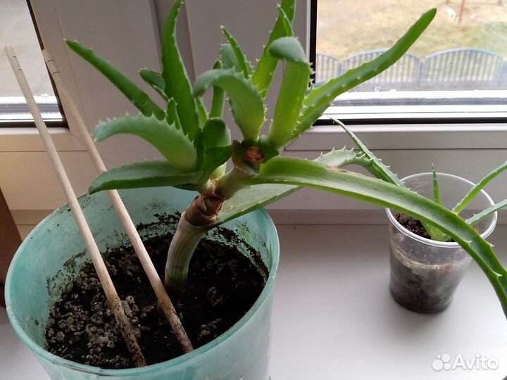 Алоэ столетник, лечебный