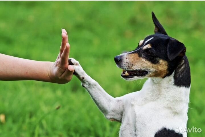 Дрессировка собак. Кинолог