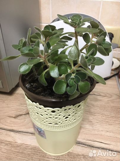 Аихризон дерево любви