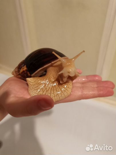 Улитки ахатины бесплатно