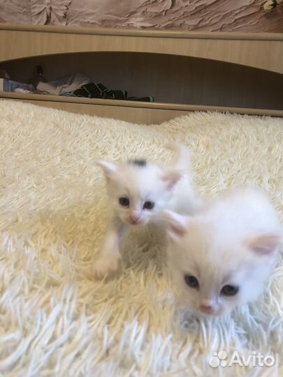 Отдам котенка в добрые руки