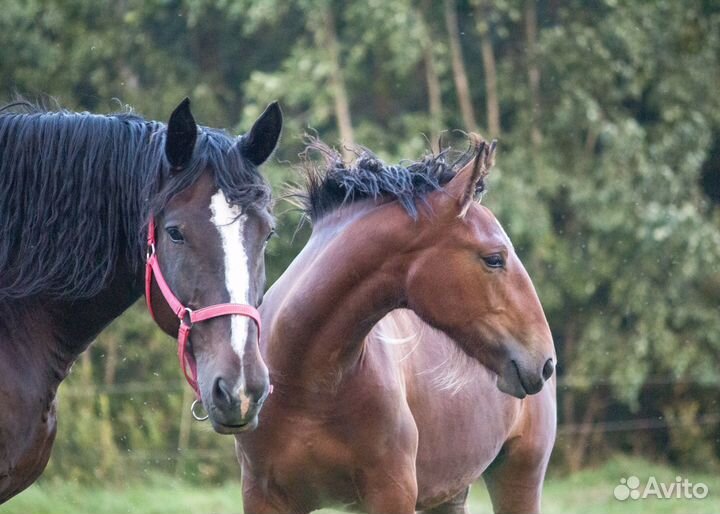 Владимирская кобылка