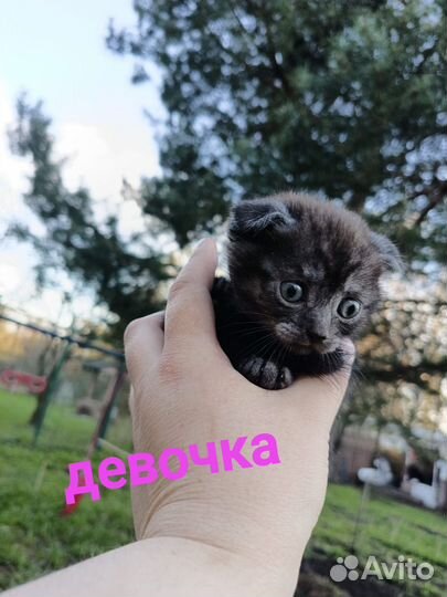 Британская