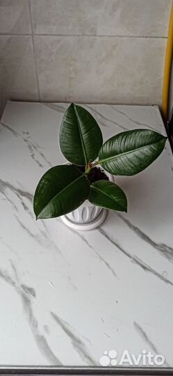 Фикусы разные